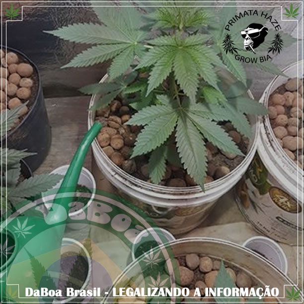 DaBoa-Brasil-Legalizando-A-Informação-Dicas-do-Primata-19-Quando-se-deve-regar-a-cannabis
